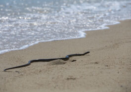 Serpientes en las playas