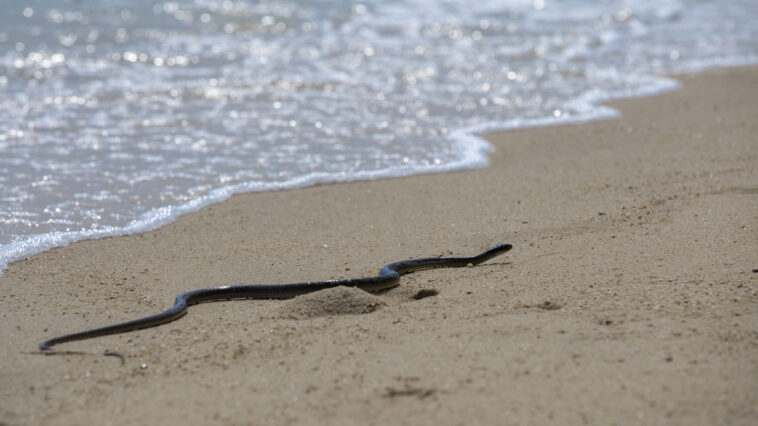 Serpientes en las playas