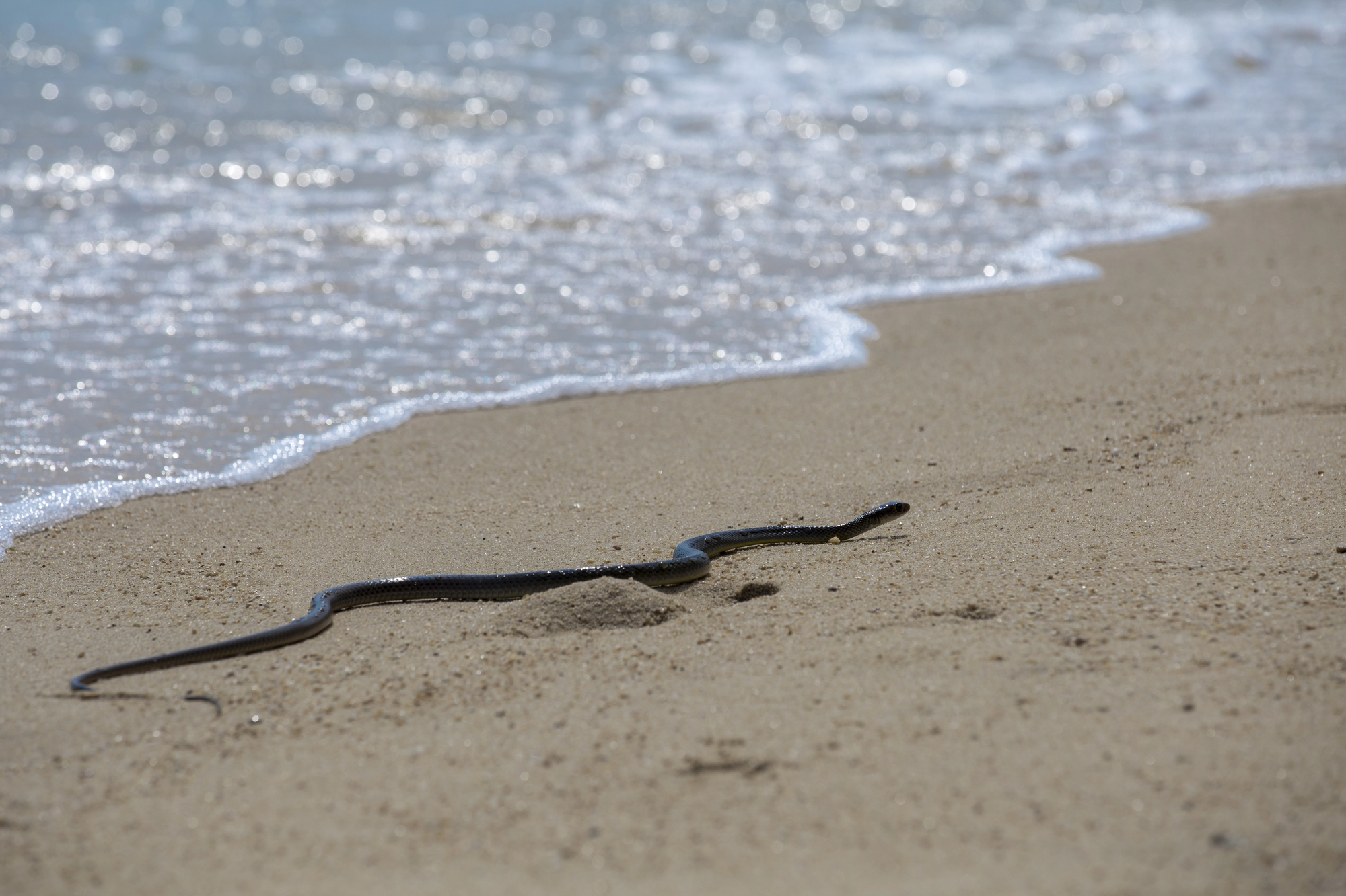 Serpientes en las playas